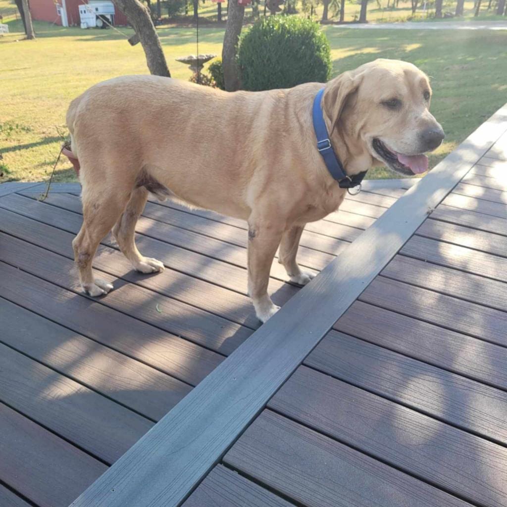 Photo of Buddy, adoptable senior Retriever, Yellow Labrador / Retriever, Yellow Labrador in Oklahoma-based; Northeast placements, Oklahoma