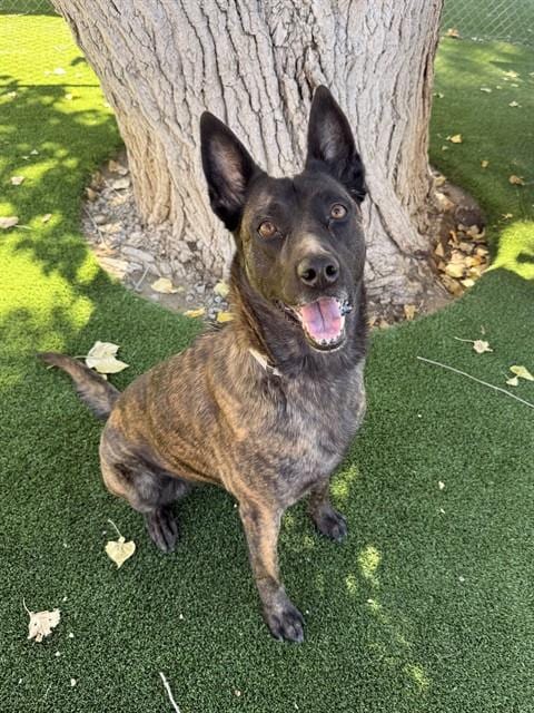 Photo of Remy, adoptable senior Dutch Shepherd in Castaic, California