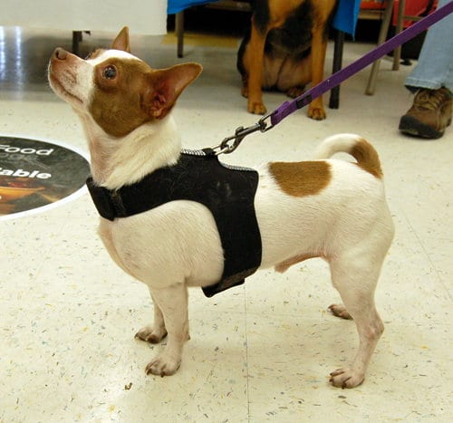 Chato, adoptable senior Chihuahua in Monkton, MD
