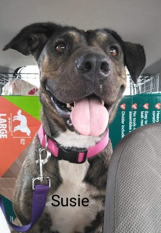 Photo of Susie, adoptable senior American Pit Bull Terrier in Kempner, Texas