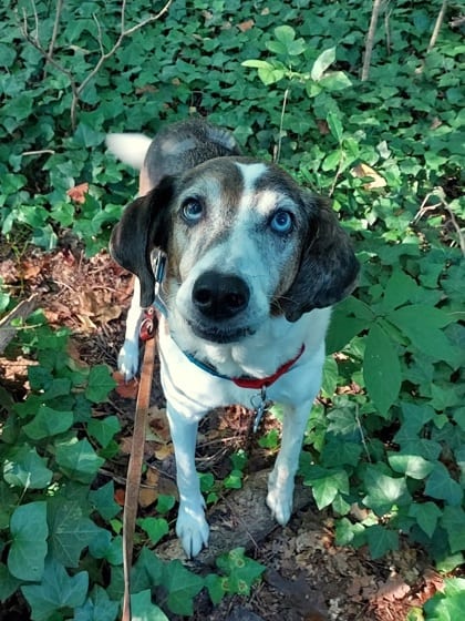 Photo of Foghorn, adoptable senior dog in Atlanta, Georgia