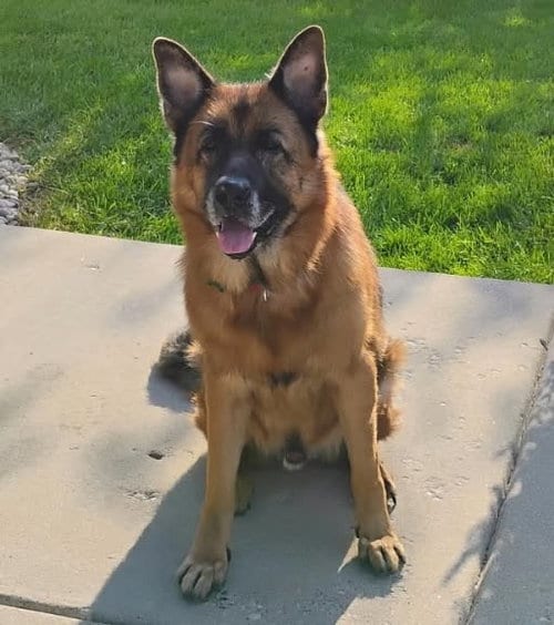 Photo of Charly, adoptable senior German Shepherd Dog in SKOKIE, Illinois