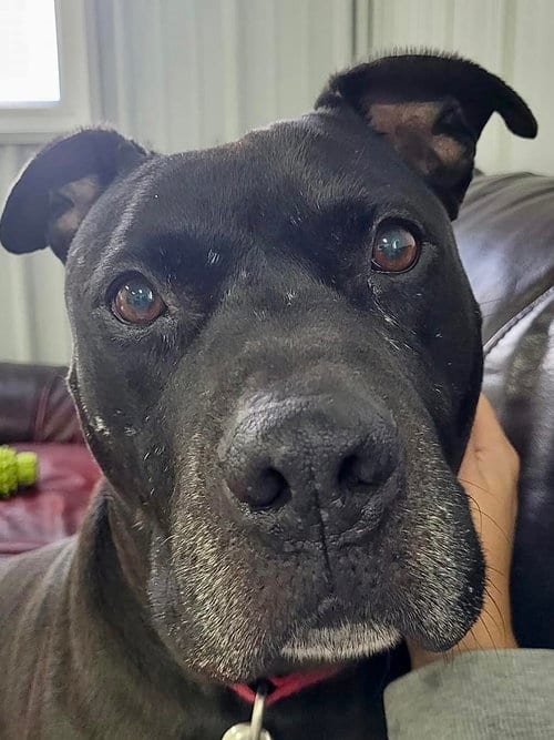 Photo of Tiny, adoptable senior American Staffordshire Terrier in Lockport, New York