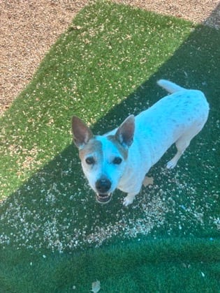 Photo of Spot (Underdog), adoptable senior Australian Cattle Dog in New Orleans, Louisiana