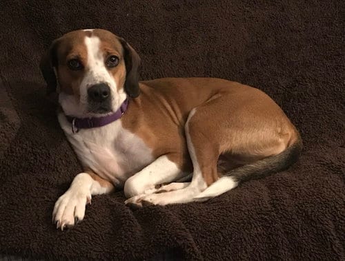 Mya, adoptable senior Hound in Mechanicsburg, PA