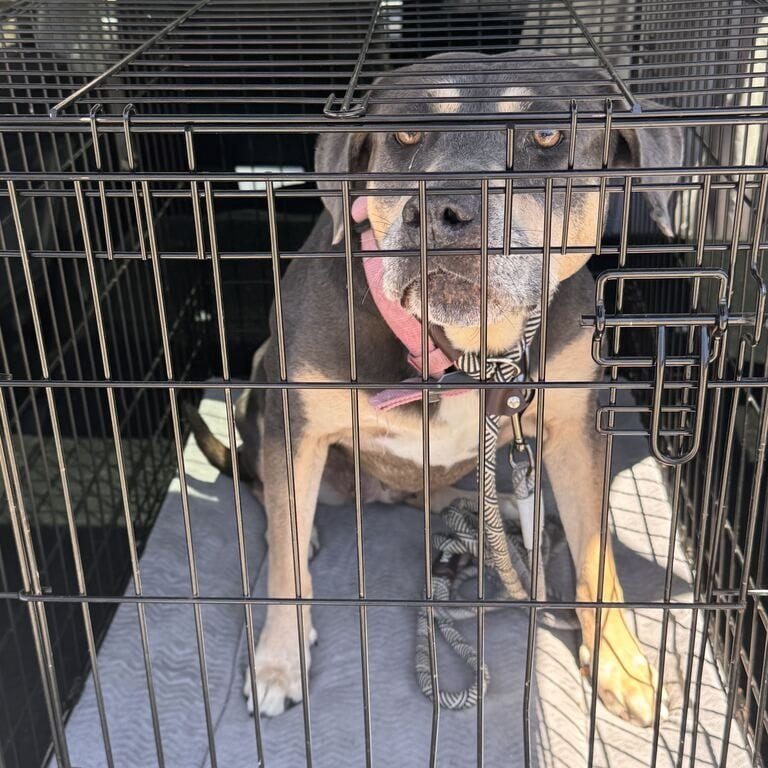 Photo of Hera, adoptable senior Terrier, Pit Bull in California, California