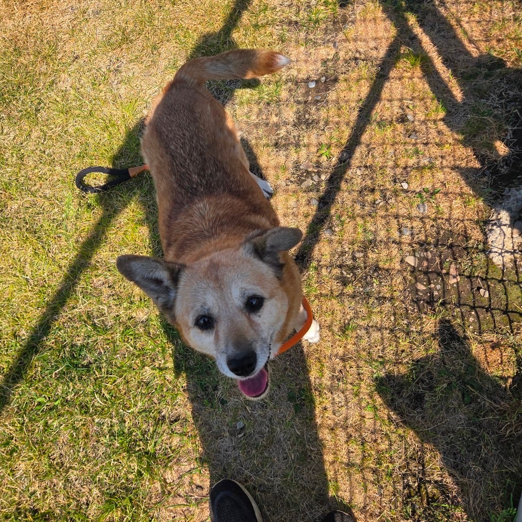Photo of Baby Girl, adoptable senior Pomeranian / Cattle Dog in Hayden, Idaho