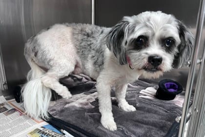 Photo of Bailey, adoptable senior Shih Tzu/Mix