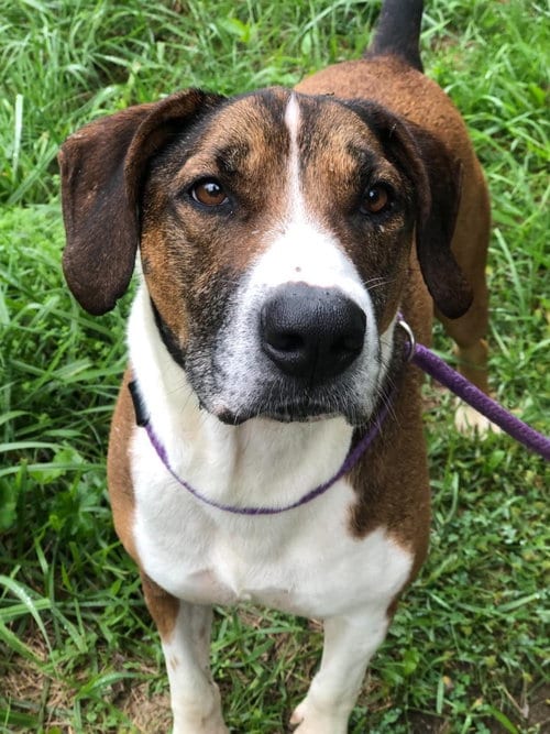 Photo of Raider, adoptable senior Pit Bull Terrier in Elkins, West Virginia