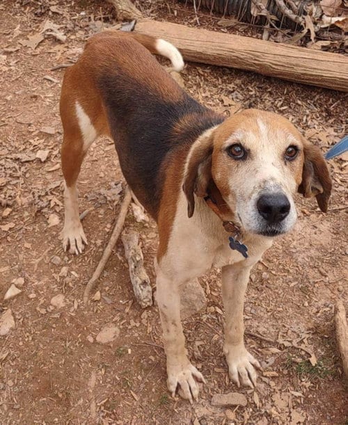 Photo of Alexander: Not At the Shelter (Wendy), adoptable senior Hound in Rustburg, Virginia