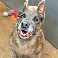 Photo of Mabel located in NC, adoptable senior Belgian Malinois in Imlay City, Michigan