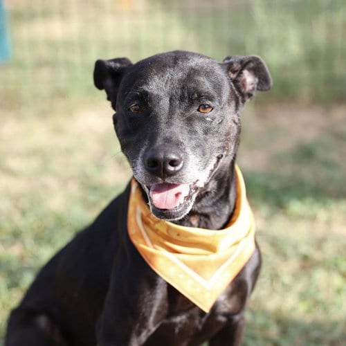Photo of Maya, adoptable senior American Staffordshire Terrier in San Antonio, Texas