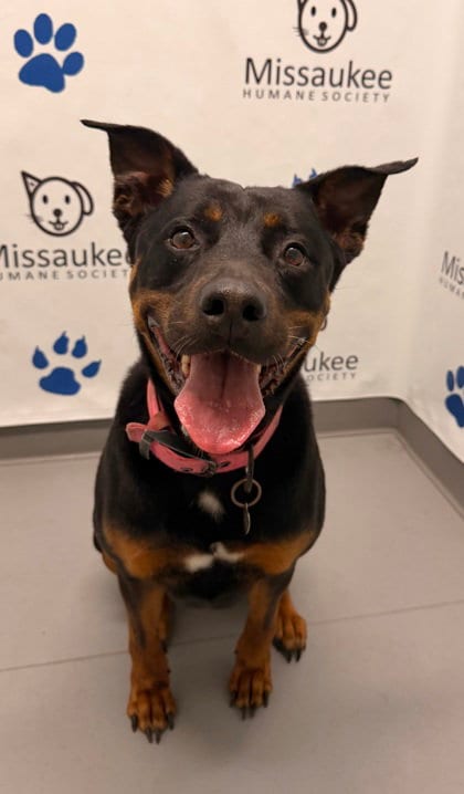 Photo of Precious (7114), adoptable senior Rottweiler in Lake City, Michigan