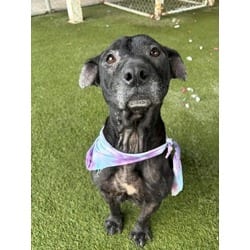 Photo of Sally, adoptable senior Terrier (Unknown Type, Medium) in Doral, Florida