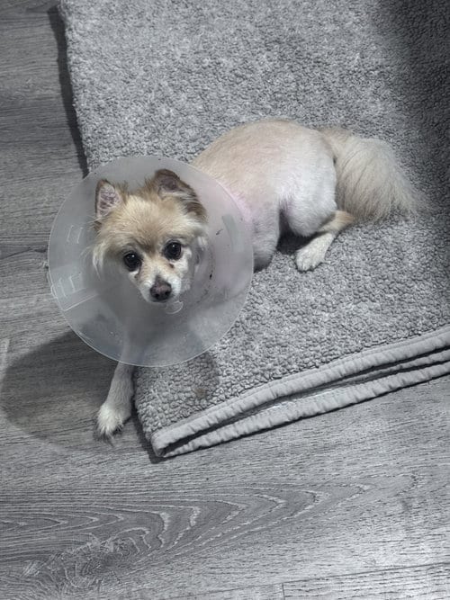 Photo of Angel, adoptable senior Pomeranian in Holbrook, New York