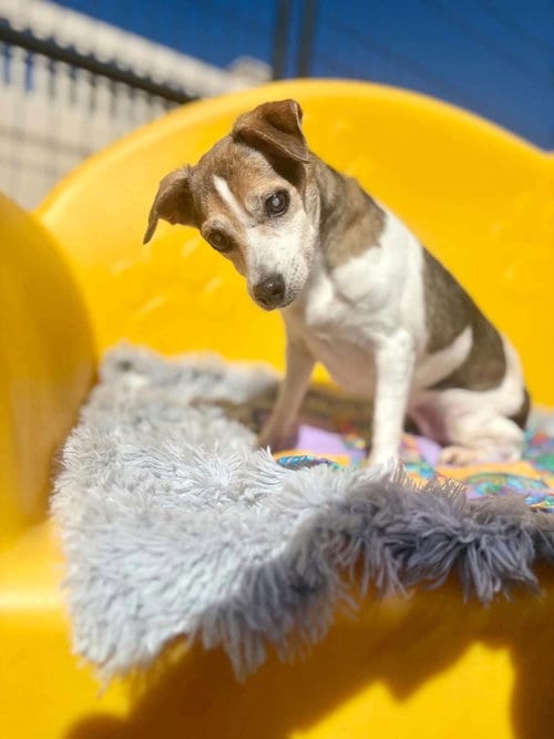 Photo of Jezebelle, adoptable senior Jack Russell Terrier in Liverpool, New York
