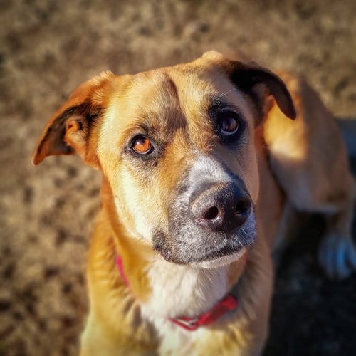 Teto, adoptable senior German Shepherd Dog in Yreka, CA