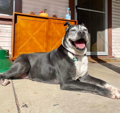 Marni, adoptable senior Boxer in Dana Point, CA