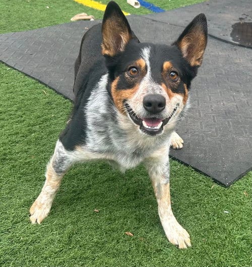 Photo of Lucky, adoptable senior Australian Cattle Dog/Blue Heeler in Highland, Illinois