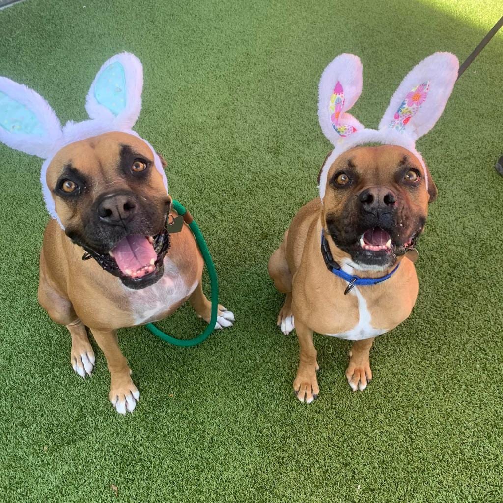 Photo of Nakita 15443, adoptable senior Boxer in Phoenix, Arizona