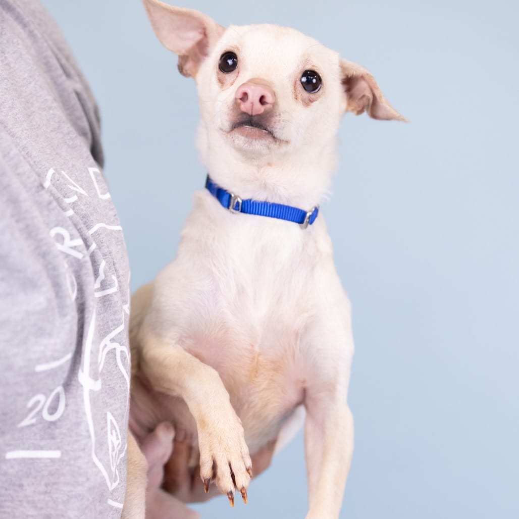 Photo of Timmy, adoptable senior Chihuahua in Portland, Oregon
