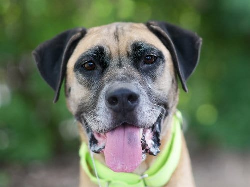 Photo of Jack, adoptable senior Black and Tan Coonhound in Tavares, Florida