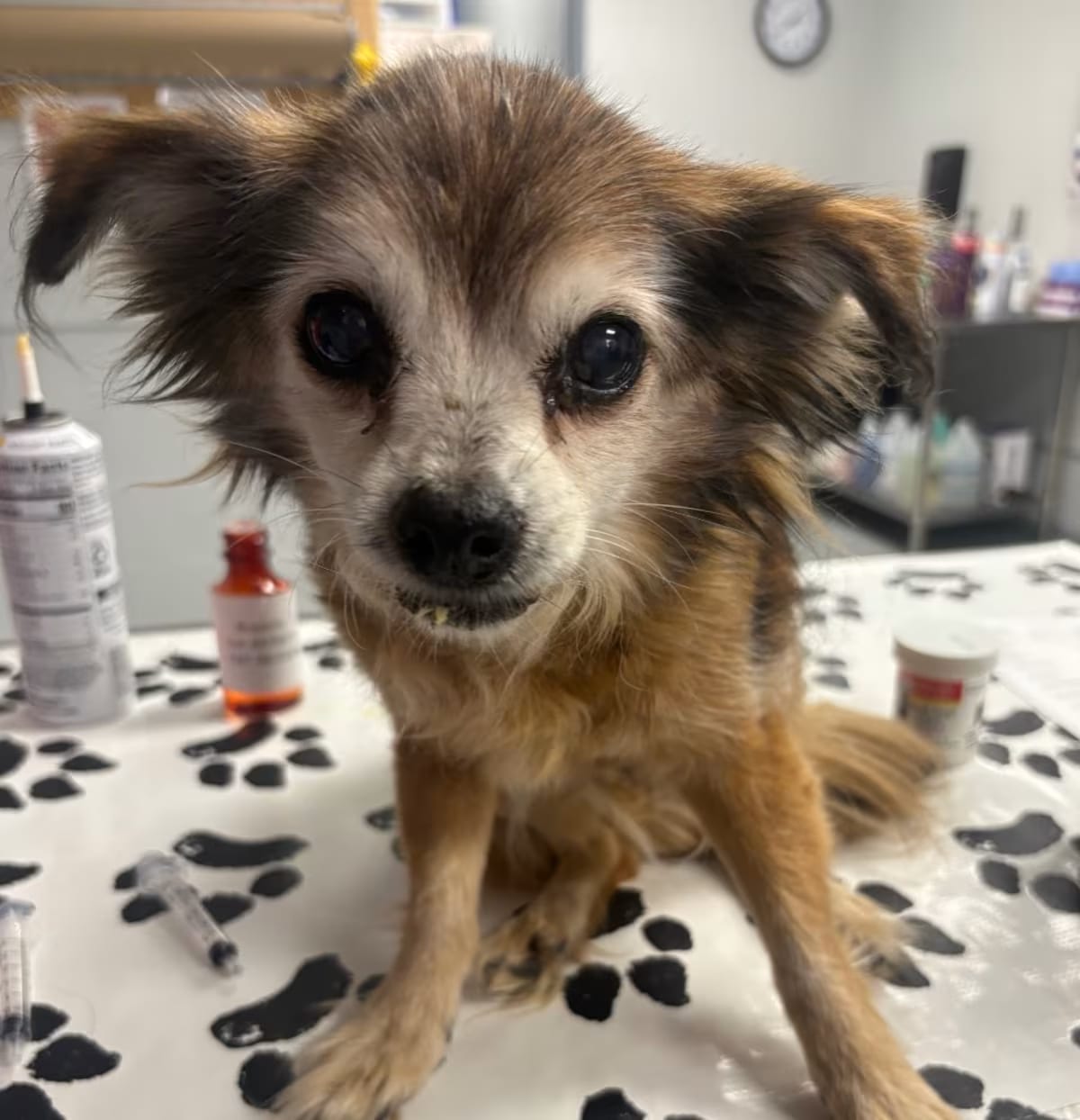 Photo of Chiara, adoptable senior Mixed Breed (Small) in Greenville, South Carolina