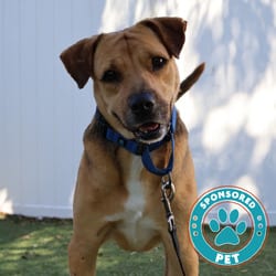 Photo of Kirk, adoptable senior Mixed Breed (Large) in Lakeland, Florida