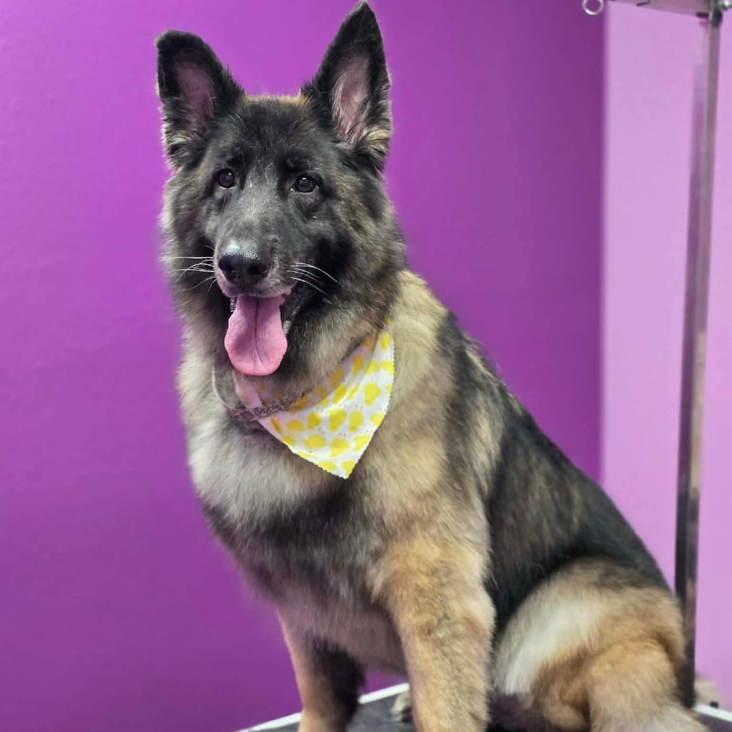 Photo of Rose (Roxy), adoptable senior Shepherd, German / Mix in Weatherford, Texas