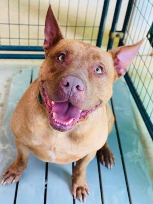 Photo of Rubix, adoptable senior Pit Bull Terrier in Columbia, Maryland