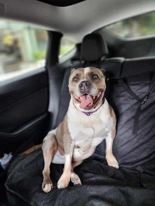 Photo of Polly, adoptable senior Pit Bull Terrier in Chula Vista, California