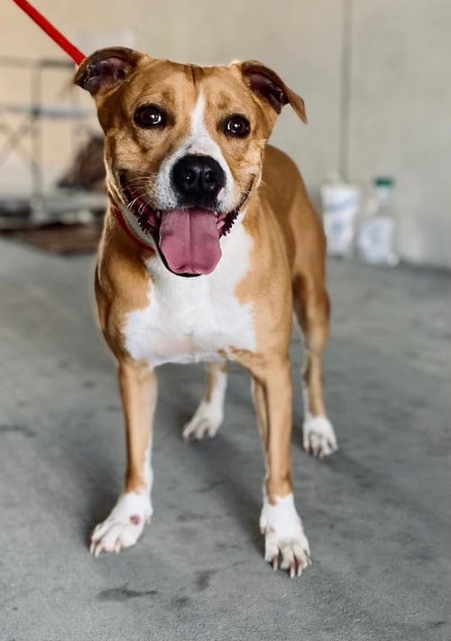 Lucy, adoptable senior Pit Bull Terrier in Gun Barrel City, TX