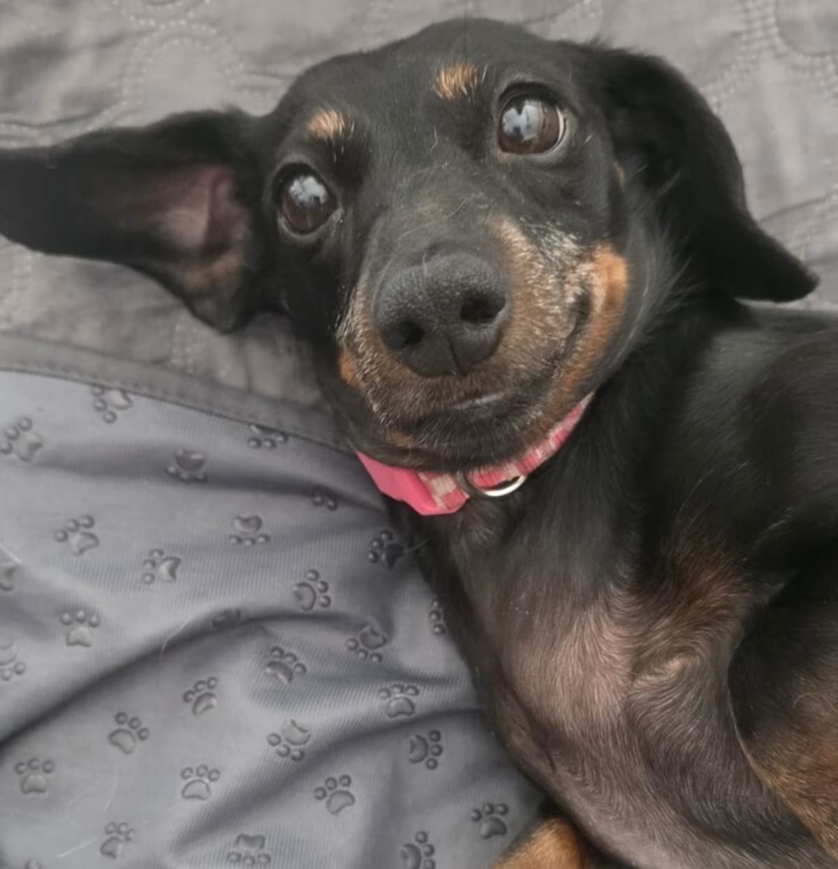 Photo of Dolly, adoptable senior Dachshund in Gretna, Florida