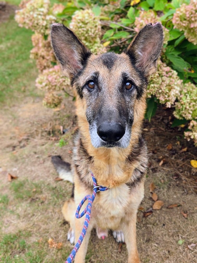 Photo of Whiskey, adoptable senior German Shepherd Dog in Douglasville, Georgia