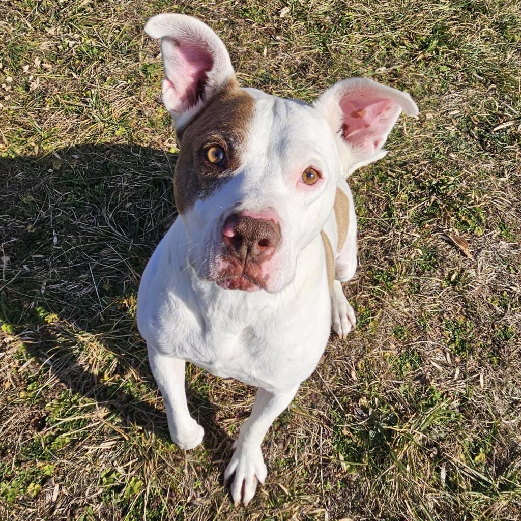 Photo of Turin, adoptable senior Terrier, American Pit Bull / Mix in Fairfax Station, Virginia
