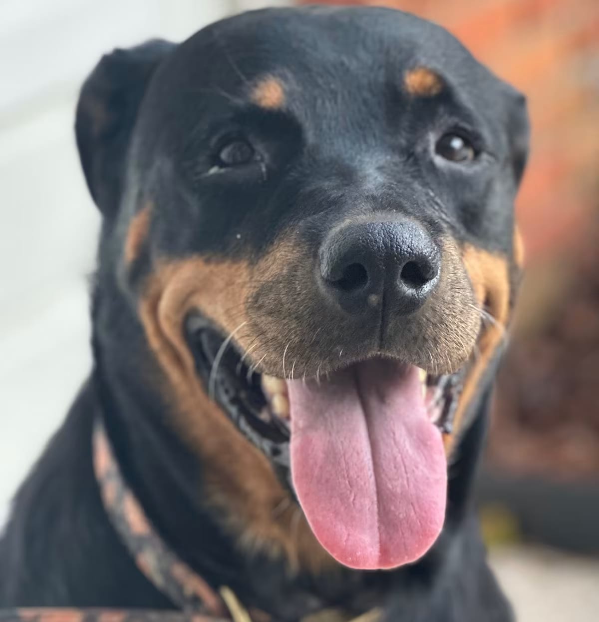 Photo of Josie, adoptable senior Rottweiler in Jesup, Georgia