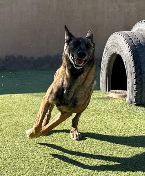 Photo of Lady Jade Located in NM, adoptable senior Belgian Shepherd Malinois in Imlay City, Michigan