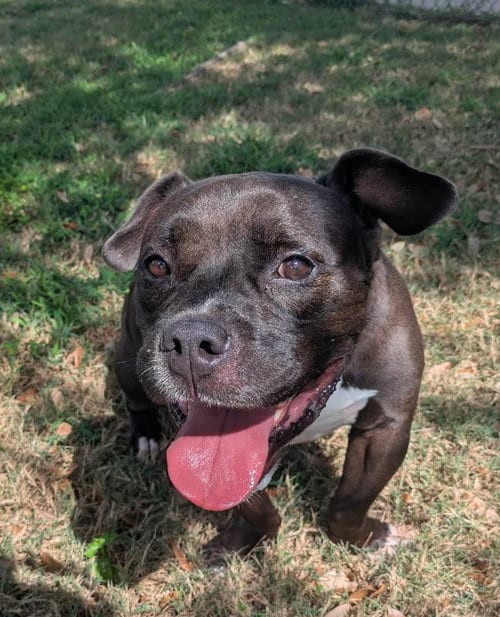 Photo of Wolfgang Puck, adoptable senior American Pit Bull Terrier in Texas City, Texas