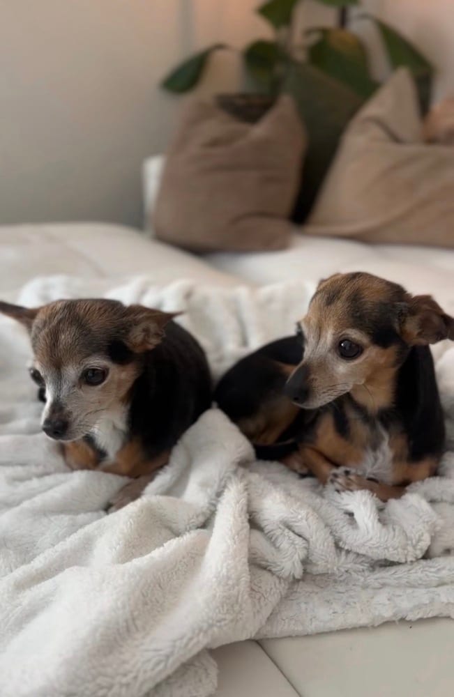 Photo of Kendall & Kylie, adoptable senior Chihuahua in Dana Point, California