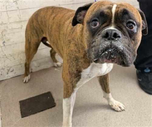 Photo of Baxter, adoptable senior Boxer in San Bernardino, California
