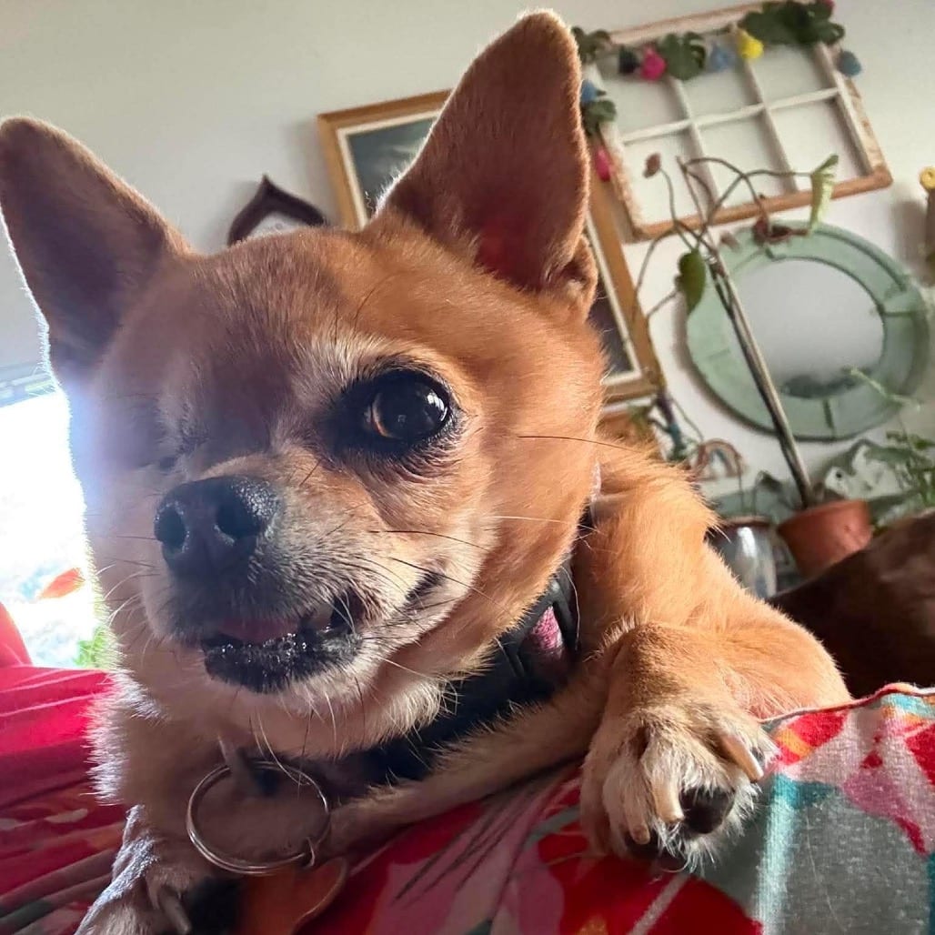 Photo of Bambi, adoptable senior Chihuahua / Mixed Breed (Small) in Bend, Oregon