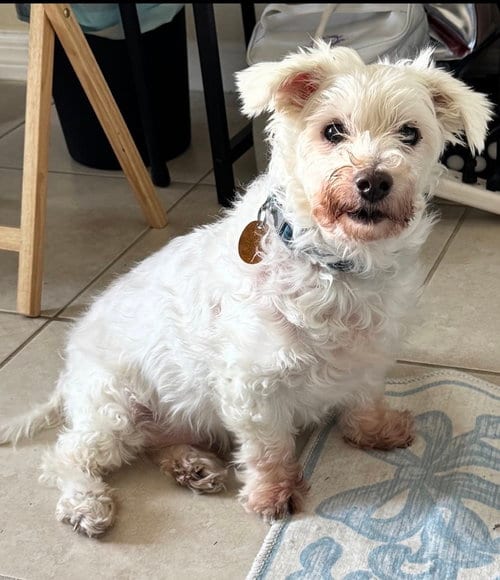 Photo of Snowee, adoptable senior Terrier in oakland, Florida