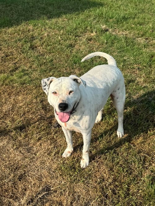 Photo of Marble, adoptable senior Pit Bull Terrier in Crandall, Texas