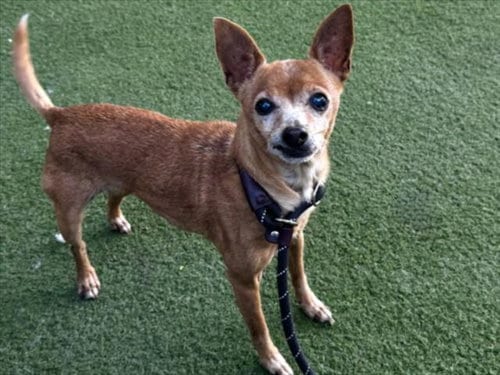 Photo of Lola, adoptable senior Chihuahua in Los Angeles, California