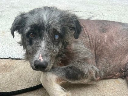 Photo of Franklin, adoptable senior dog in Georgetown, Texas