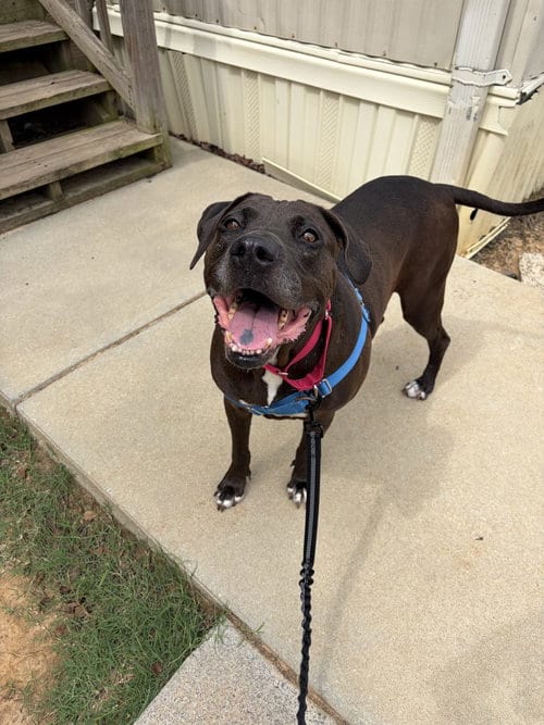 Photo of Piggly Wiggly, adoptable senior Unknown breed in Durham, North Carolina