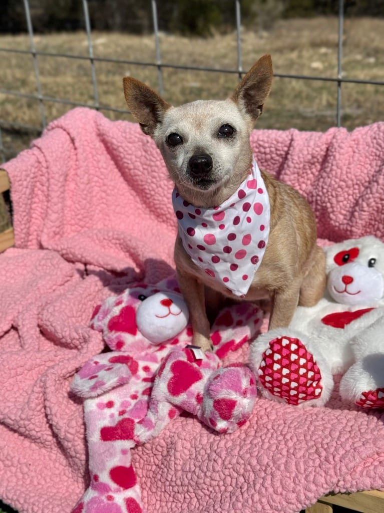 Photo of Bambi "Grandma", adoptable senior Chihuahua in Canyon Lake, Texas
