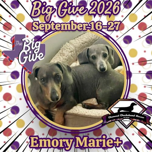 Photo of Emory Marie+, adoptable senior Dachshund in San Antonio, Texas