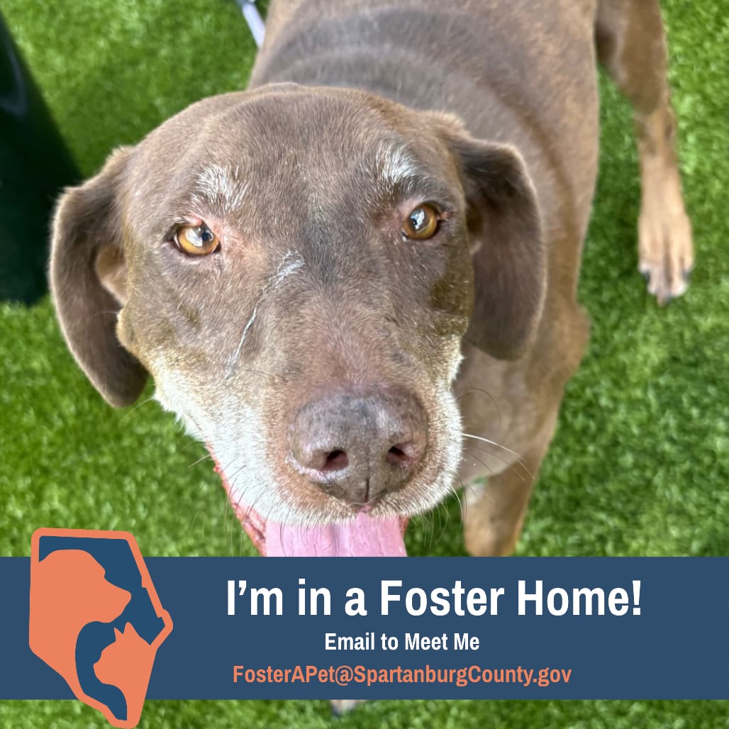 Photo of Annie, adoptable senior Mixed Breed (Large) in Spartanburg, South Carolina