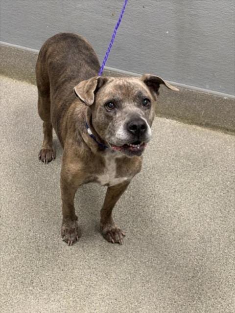 Photo of Tigger, adoptable senior Pit Bull Terrier in Las Vegas, Nevada